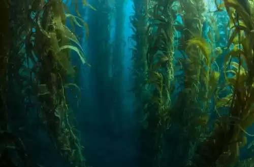 迷你世界海带合成什么　我的世界海带-第2张