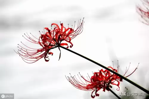 彼岸花是什么意思代表着什么　彼岸花的寓意和象征-第1张