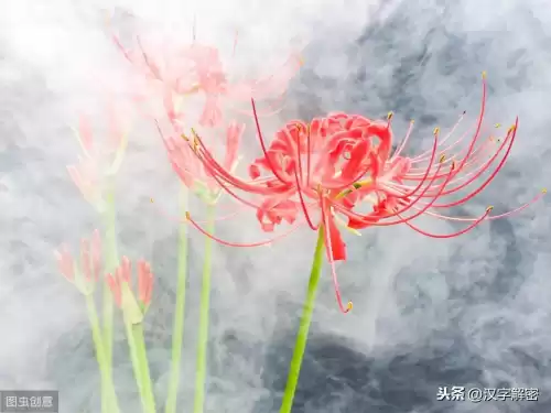 彼岸花是什么意思代表着什么　彼岸花的寓意和象征-第6张