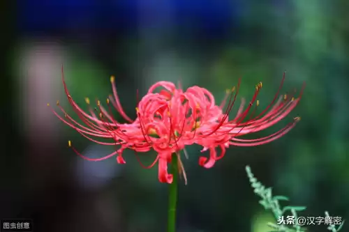 彼岸花是什么意思代表着什么　彼岸花的寓意和象征-第5张