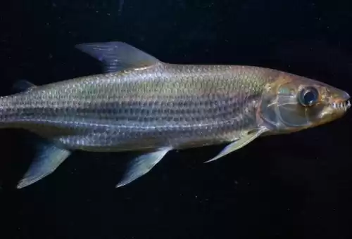 荒川之主原型是水獭吗　荒川之主原型-第12张