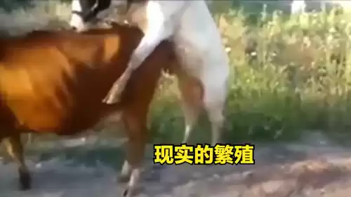 迷你世界新版牛怎么繁殖　迷你世界如何养牛-第5张