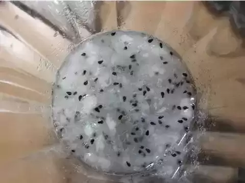 火龙果苗怎么种植盆栽　火龙果可以盆栽养殖吗-第2张