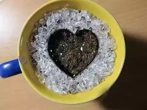 火龙果苗怎么种植盆栽　火龙果可以盆栽养殖吗-第8张