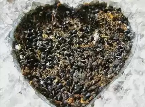 火龙果苗怎么种植盆栽　火龙果可以盆栽养殖吗-第9张