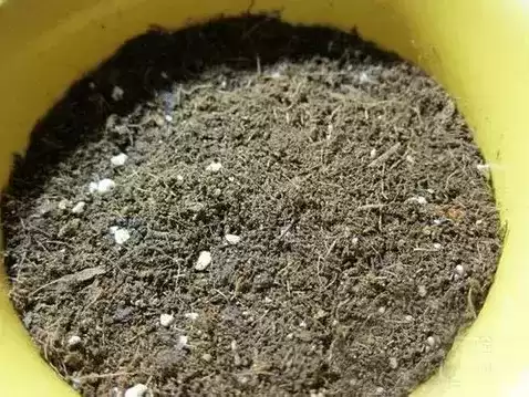 火龙果苗怎么种植盆栽　火龙果可以盆栽养殖吗-第7张