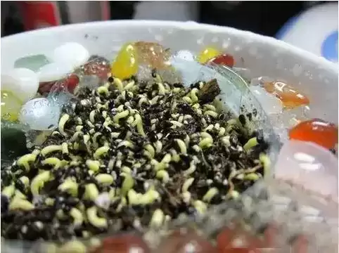 火龙果苗怎么种植盆栽　火龙果可以盆栽养殖吗-第11张