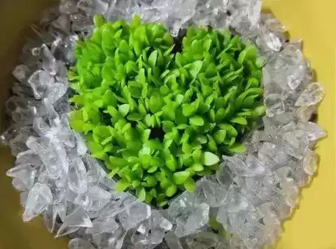 火龙果苗怎么种植盆栽　火龙果可以盆栽养殖吗-第12张