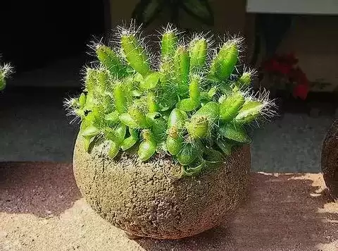 火龙果苗怎么种植盆栽　火龙果可以盆栽养殖吗-第14张