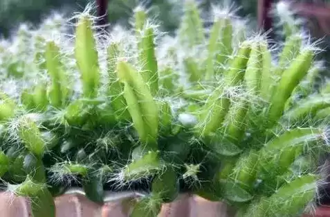 火龙果苗怎么种植盆栽　火龙果可以盆栽养殖吗-第13张