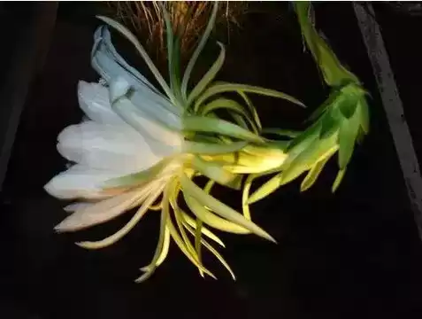 火龙果苗怎么种植盆栽　火龙果可以盆栽养殖吗-第15张