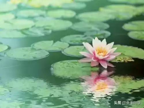 公历4月26日是什么日子　四月五日是什么日子-第1张