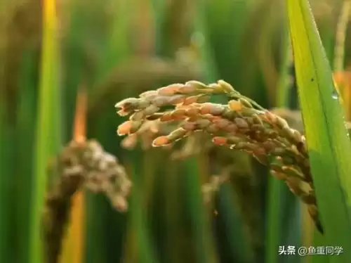 公历4月26日是什么日子　四月五日是什么日子-第10张