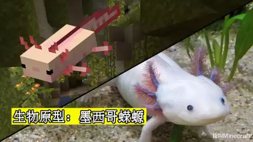 我的世界美西螈怎么驯服吃什么　我的世界幻翼-第2张