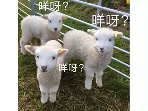 原神国际服用户名是什么　原神的用户名是什么-第14张