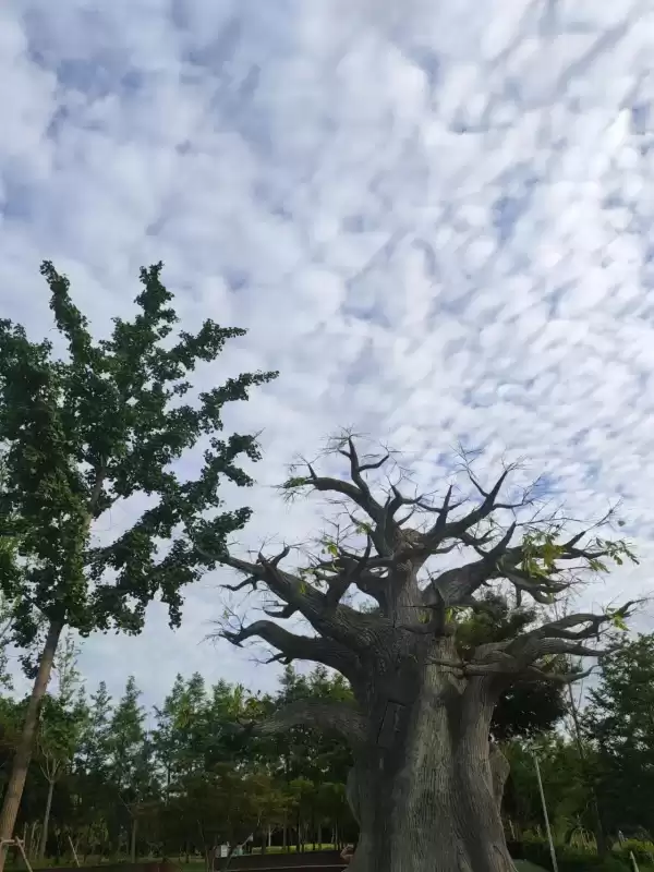 洛克王国冒险岛怎么找　洛克王国怎么找孵蛋的地方-第14张
