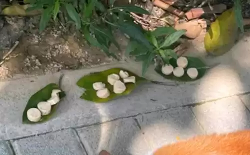 梦幻西游135级怎么升级　梦幻西游50级到60级升级攻略-第1张