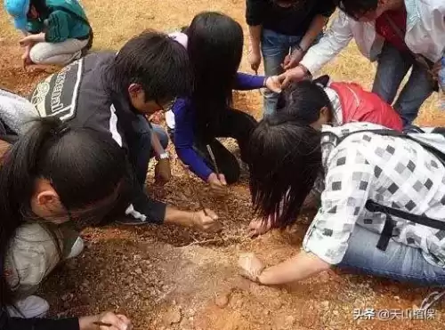 沙漠玫瑰石多少钱一颗　沙漠玫瑰石头价钱-第1张