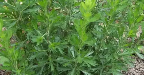 蔚怎么读音是什么意思　蔚的拼音-第4张