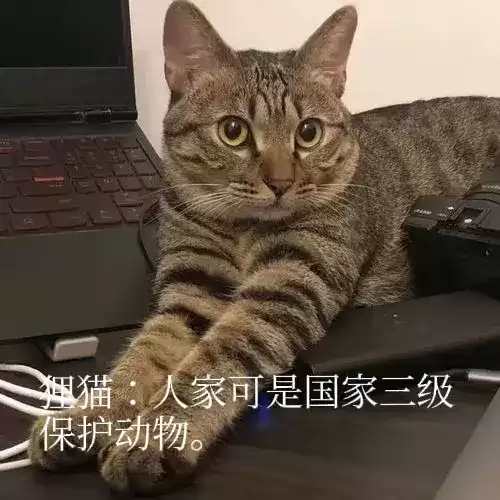 蓝猫和狸花猫配出来是什么样图片　白猫和蓝猫生下的宝宝图片-第2张