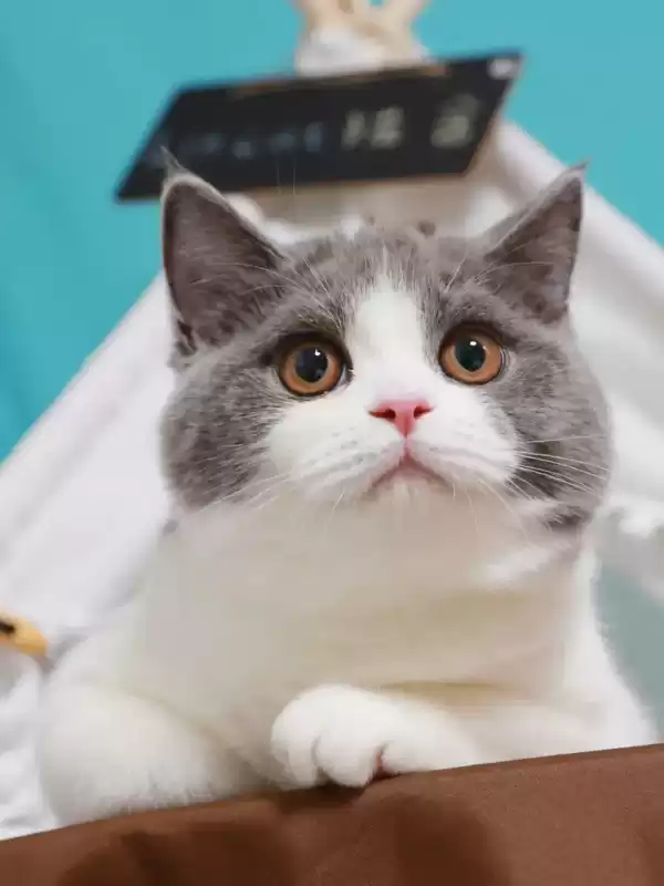蓝猫和狸花猫配出来是什么样图片　白猫和蓝猫生下的宝宝图片-第1张