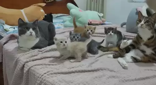 蓝猫和狸花猫配出来是什么样图片　白猫和蓝猫生下的宝宝图片-第3张