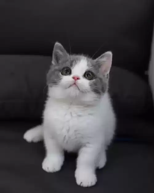 蓝猫和狸花猫配出来是什么样图片　白猫和蓝猫生下的宝宝图片-第4张