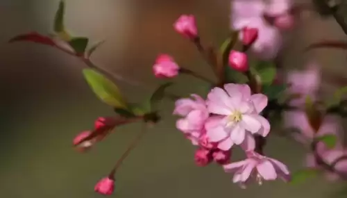 洛克王国独角兽进化紫藤在哪里弄　洛克王国的紫藤-第9张