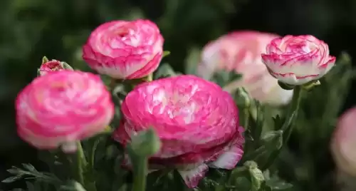 洛克王国独角兽进化紫藤在哪里弄　洛克王国的紫藤-第10张