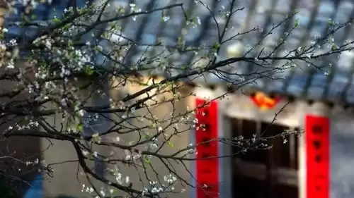 洛克王国独角兽进化紫藤在哪里弄　洛克王国的紫藤-第37张