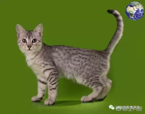 迷你世界豹子吃什么饲料　迷你世界的猪吃什么-第2张
