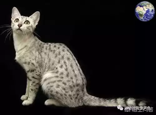 迷你世界豹子吃什么饲料　迷你世界的猪吃什么-第1张