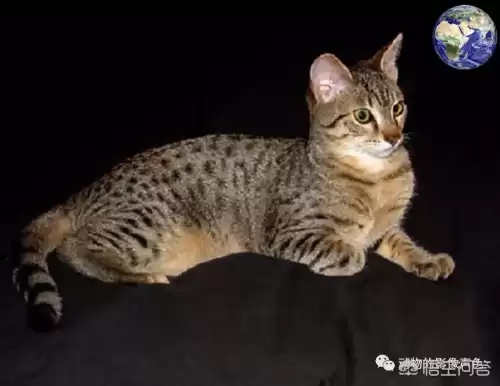 迷你世界豹子吃什么饲料　迷你世界的猪吃什么-第4张
