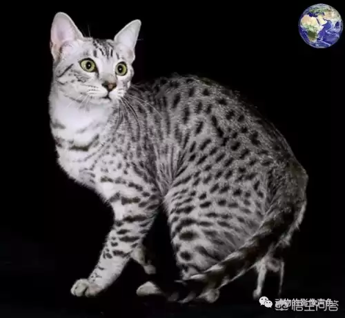 迷你世界豹子吃什么饲料　迷你世界的猪吃什么-第3张