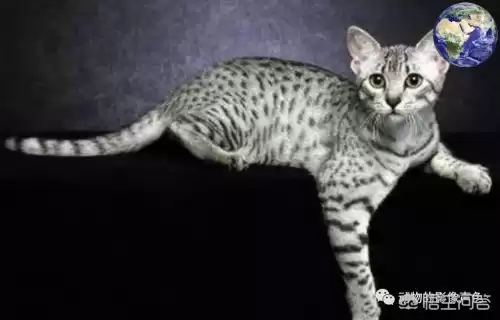 迷你世界豹子吃什么饲料　迷你世界的猪吃什么-第5张