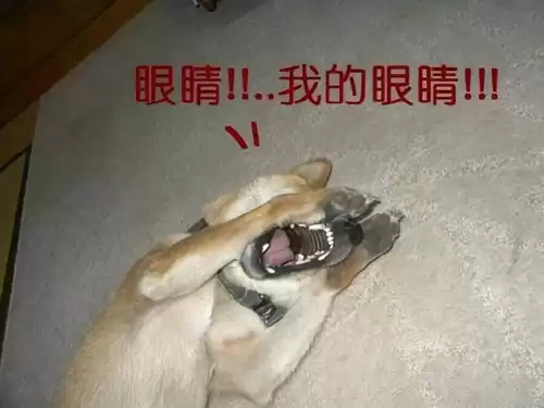 搭配衣服游戏有哪些　换装游戏-第12张