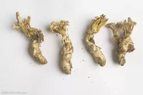 独角龙是什么药材　独脚金草药价格是多少-第1张